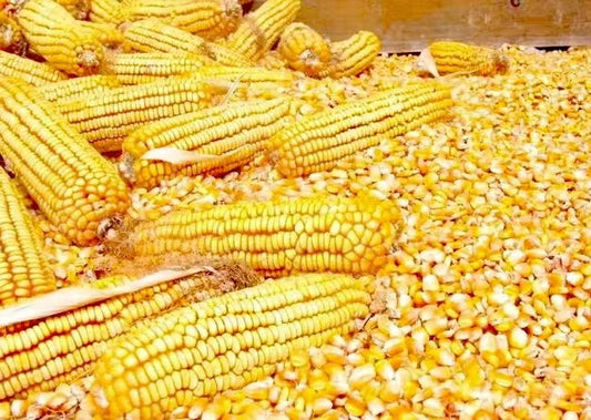 corn